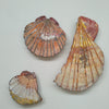 Scallop Shell Triptych Art Liz McAuliffe 