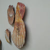 Scallop Shell Triptych Art Liz McAuliffe 