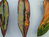 Set of 5 Gum Leaves Art Liz McAuliffe 